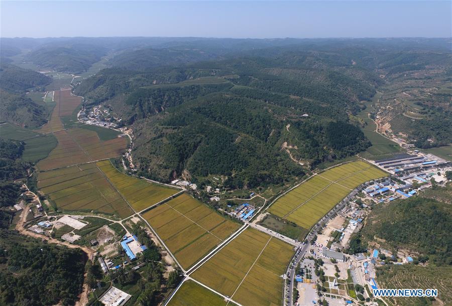 Aerial photo shows the rice fields at Nanniwan in Yan\'an, northwest China\'s Shaanxi Province on Sept. 12, 2017. Yan\'an, a former revolutionary base of the Communist Party of China (CPC), is no longer labeled \