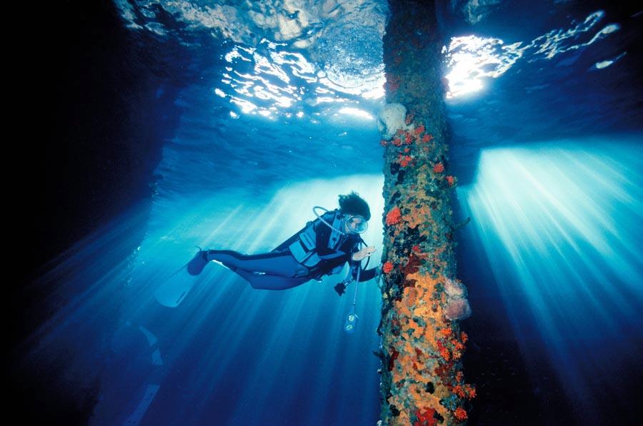 A picture taken by David Doubilet shows Sylvia Earle, who has spent over 7,000 hours under the sea and discovered many aquatic species. (Photo provided to China Daily)

International ocean experts deliver talks in Beijing about saving the seas.

Underwater photographer David Doubilet and his wife, Jennifer Hayes, were sharing stories at Ocean Talks－from an encounter with a mother seal and her son to revisiting a coral after nine years.

The U.S. couple\'s photos brought the audience into the Earth\'s tripolar regions of the Antarctic, Arctic and the Coral Triangle, showcasing the beautiful scenes and recent changes.

\