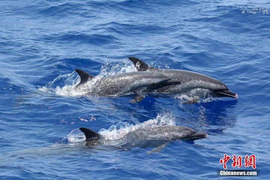 Spotted dolphins are seen in the South China Sea, May 6, 2019. Chinese scientists conduct the world\'s first investigation of whales in the waters.  Sperm whales, striped dolphins, and other rare cetaceans have been observed in the South China Sea, with a high probability of settled groups, according to the world\'s first investigation of whales in the waters, conducted by the Chinese Academy of Sciences. (Photo/China News Service)