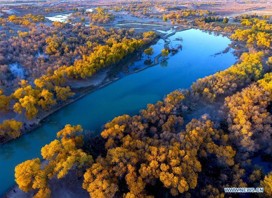 Photo taken on Oct. 13, 2017 shows the autumn scenery of populus euphratica trees in Ejina Banner, north China\'s Inner Mongolia Autonomous Region. China will hold the Conference on Dialogue of Asian Civilizations starting from May 15. Under the theme of \