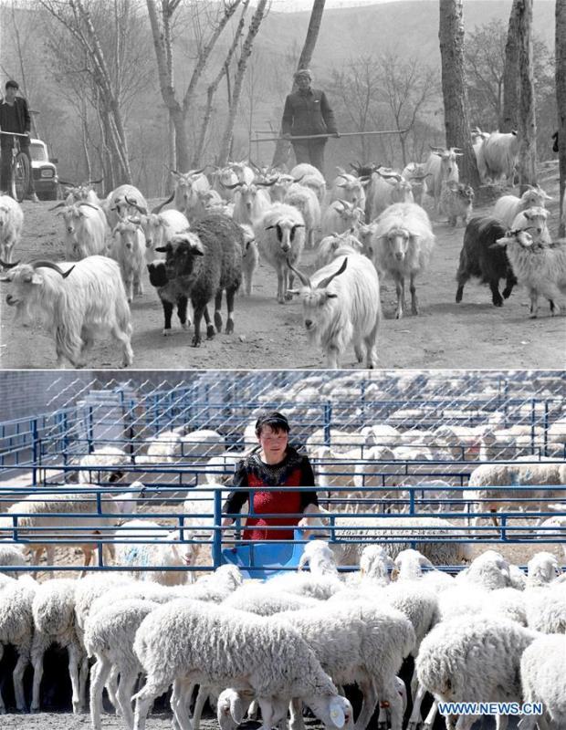 Combo photo shows villager Bai Shengyou grazing a flock of sheep at Liangcun Township in Yan\'an, northwest China\'s Shaanxi Province on April 27, 1993 (top, taken by Tao Ming) and a staff member feeding the sheep at a livestock farm in Ansai District of Yan\'an on April 23, 2019 (bottom, taken by Liu Xiao). Yan\'an, a former revolutionary base of the Communist Party of China (CPC), is no longer labeled \