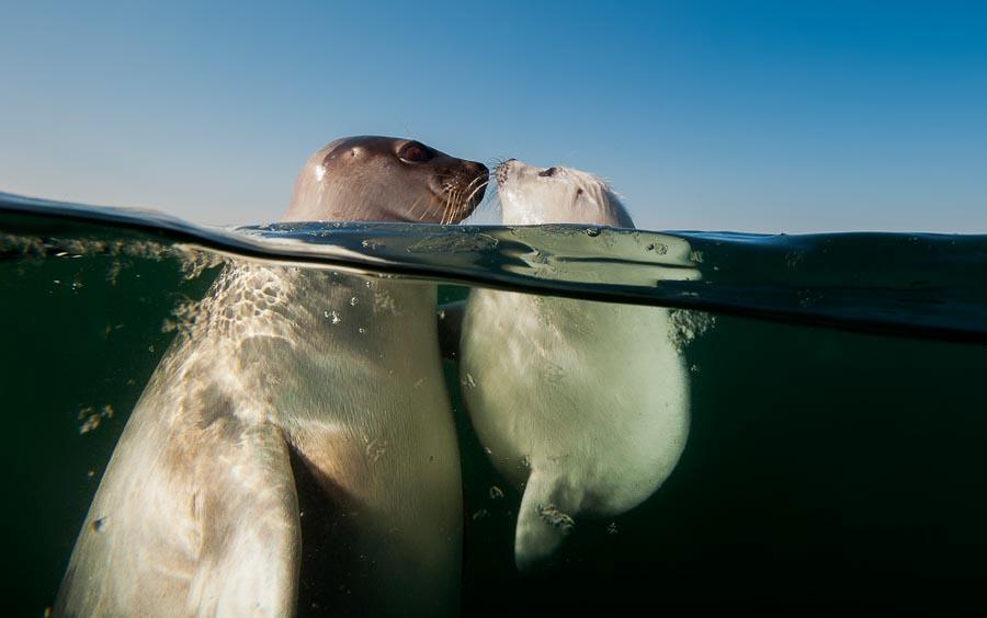 Comfort, an image from the Arctic by Jennifer Hayes. (Photo provided to China Daily)

\