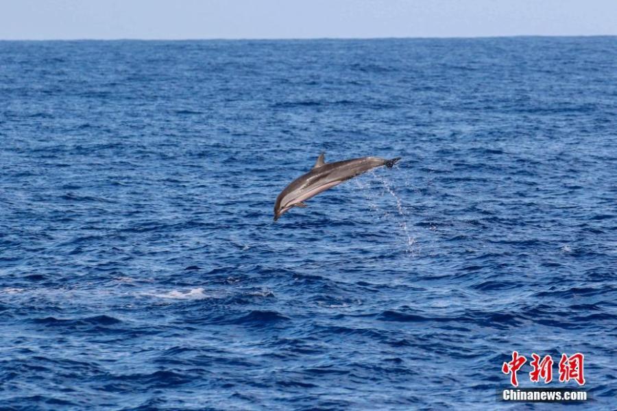 A striped dolphins is seen in the South China Sea, May 6, 2019. Chinese scientists conduct the world\'s first investigation of whales in the waters.  Sperm whales, striped dolphins, and other rare cetaceans have been observed in the South China Sea, with a high probability of settled groups, according to the world\'s first investigation of whales in the waters, conducted by the Chinese Academy of Sciences. (Photo/China News Service)