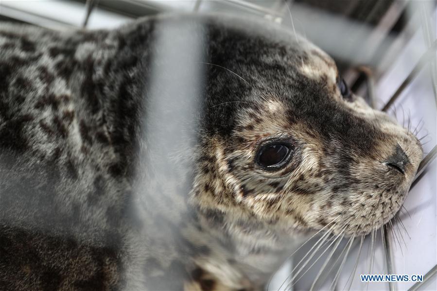 Photo taken on May 10, 2019 shows a spotted seal to be released into the sea in Dalian, northeast China\'s Liaoning Province. Thirty-seven spotted seals were released into the sea on Friday in the coastal city of Dalian in northeast China\'s Liaoning Province. The 37 released seals were among 100 spotted baby seals that were illegally poached in Feb. 2019, according to local authorities. A total of 39 seals died, and the surviving 61 have been taken care of by animal experts and vets in local aquariums and the Liaoning Ocean and Fisheries Science Research Institute. The first batch of 24 seals was released in April. The seals released to the sea on Friday were all fully recovered and are healthy enough to survive in natural habitat waters, according to Lu Zhichuang, a researcher with the institute. Spotted seals are under Class One national protection in China. (Xinhua/Pan Yulong)