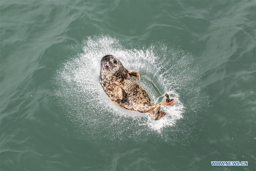 A spotted seal is released into the sea in Dalian, northeast China\'s Liaoning Province, May 10, 2019. Thirty-seven spotted seals were released into the sea on Friday in the coastal city of Dalian in northeast China\'s Liaoning Province. The 37 released seals were among 100 spotted baby seals that were illegally poached in Feb. 2019, according to local authorities. A total of 39 seals died, and the surviving 61 have been taken care of by animal experts and vets in local aquariums and the Liaoning Ocean and Fisheries Science Research Institute. The first batch of 24 seals was released in April. The seals released to the sea on Friday were all fully recovered and are healthy enough to survive in natural habitat waters, according to Lu Zhichuang, a researcher with the institute. Spotted seals are under Class One national protection in China. (Xinhua/Pan Yulong)
