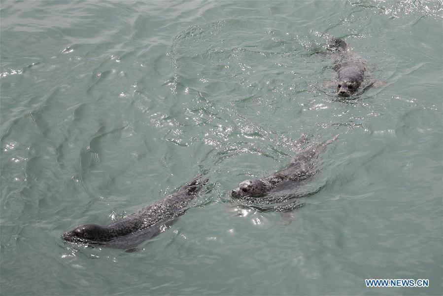Released spotted seals swim in the sea in Dalian, northeast China\'s Liaoning Province, May 10, 2019. Thirty-seven spotted seals were released into the sea on Friday in the coastal city of Dalian in northeast China\'s Liaoning Province. The 37 released seals were among 100 spotted baby seals that were illegally poached in Feb. 2019, according to local authorities. A total of 39 seals died, and the surviving 61 have been taken care of by animal experts and vets in local aquariums and the Liaoning Ocean and Fisheries Science Research Institute. The first batch of 24 seals was released in April. The seals released to the sea on Friday were all fully recovered and are healthy enough to survive in natural habitat waters, according to Lu Zhichuang, a researcher with the institute. Spotted seals are under Class One national protection in China. (Xinhua/Pan Yulong)