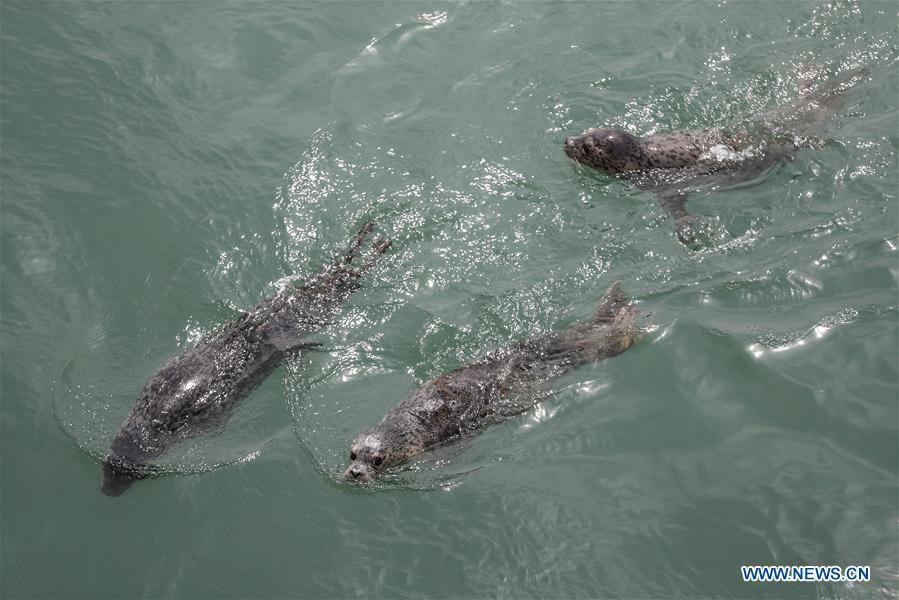 Released spotted seals swim in the sea in Dalian, northeast China\'s Liaoning Province, May 10, 2019. Thirty-seven spotted seals were released into the sea on Friday in the coastal city of Dalian in northeast China\'s Liaoning Province. The 37 released seals were among 100 spotted baby seals that were illegally poached in Feb. 2019, according to local authorities. A total of 39 seals died, and the surviving 61 have been taken care of by animal experts and vets in local aquariums and the Liaoning Ocean and Fisheries Science Research Institute. The first batch of 24 seals was released in April. The seals released to the sea on Friday were all fully recovered and are healthy enough to survive in natural habitat waters, according to Lu Zhichuang, a researcher with the institute. Spotted seals are under Class One national protection in China. (Xinhua/Pan Yulong)