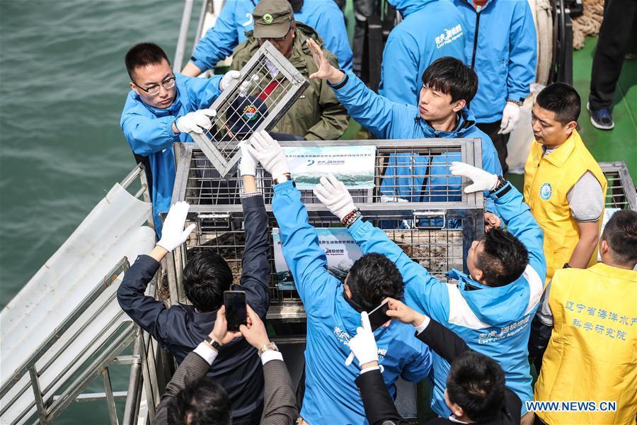 Staff members prepare to release a spotted seal into the sea in Dalian, northeast China\'s Liaoning Province, May 10, 2019. Thirty-seven spotted seals were released into the sea on Friday in the coastal city of Dalian in northeast China\'s Liaoning Province. The 37 released seals were among 100 spotted baby seals that were illegally poached in Feb. 2019, according to local authorities. A total of 39 seals died, and the surviving 61 have been taken care of by animal experts and vets in local aquariums and the Liaoning Ocean and Fisheries Science Research Institute. The first batch of 24 seals was released in April. The seals released to the sea on Friday were all fully recovered and are healthy enough to survive in natural habitat waters, according to Lu Zhichuang, a researcher with the institute. Spotted seals are under Class One national protection in China. (Xinhua/Pan Yulong)