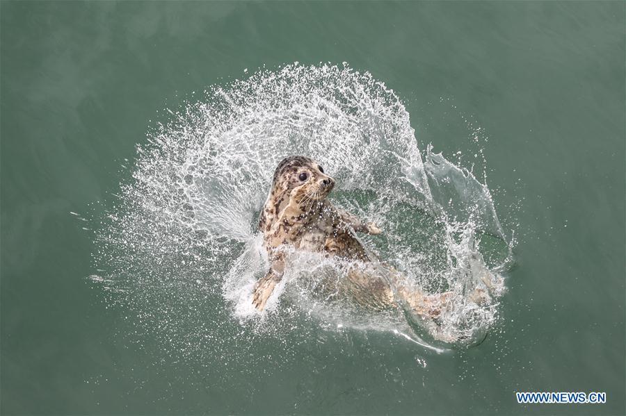 A spotted seal is released into the sea in Dalian, northeast China\'s Liaoning Province, May 10, 2019. Thirty-seven spotted seals were released into the sea on Friday in the coastal city of Dalian in northeast China\'s Liaoning Province. The 37 released seals were among 100 spotted baby seals that were illegally poached in Feb. 2019, according to local authorities. A total of 39 seals died, and the surviving 61 have been taken care of by animal experts and vets in local aquariums and the Liaoning Ocean and Fisheries Science Research Institute. The first batch of 24 seals was released in April. The seals released to the sea on Friday were all fully recovered and are healthy enough to survive in natural habitat waters, according to Lu Zhichuang, a researcher with the institute. Spotted seals are under Class One national protection in China. (Xinhua/Pan Yulong)