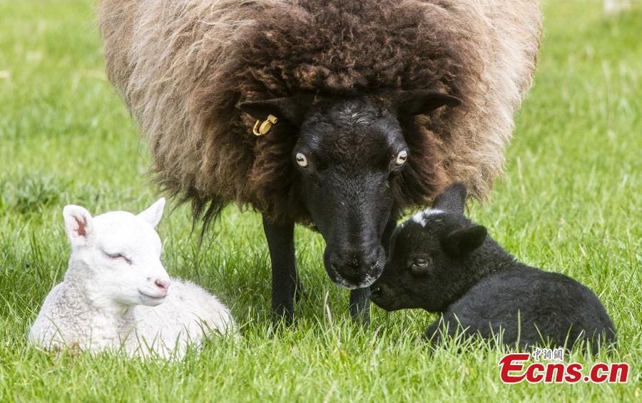 One-week-old female twin lambs, one white and one black play with their mother at East Links Family Park, East Lothian. The lambs, one black and one white, were born on April 29, at East Links Family Park, in Dunbar, East Lothian. It is rare for two lambs to be born out of the same mother, but be a completely different colour.  (Photo/VCG)