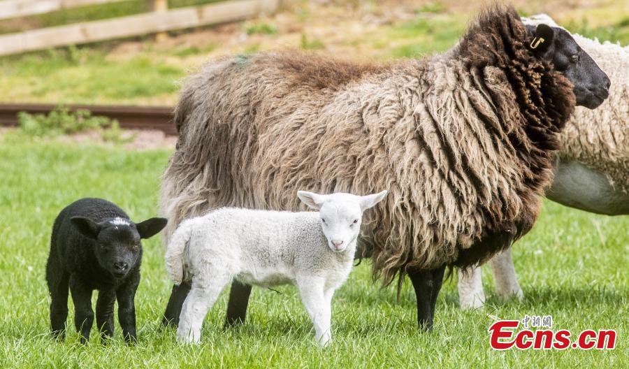 One-week-old female twin lambs, one white and one black enjoy their surroundings at East Links Family Park, East Lothian. The lambs, one black and one white, were born on April 29, at East Links Family Park, in Dunbar, East Lothian. It is rare for two lambs to be born out of the same mother, but be a completely different colour.  (Photo/VCG)