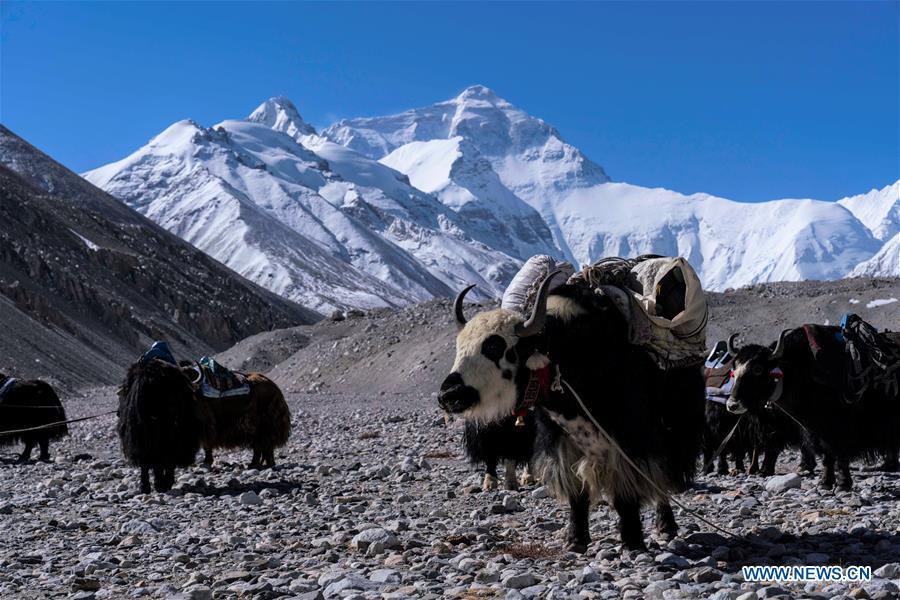 Yaks transport goods and materials to camps at higher altitude for the climbers on the northern face of Mount Qomolangma, southwest China\'s Tibet Autonomous Region, April 25, 2019. Every year, for a few weeks, hundreds of climbers and supporting personnel come to the base camp of the northern face of Mount Qomolangma, trying to reach the summit of the tallest and most famous mountain in the world. Before starting climbing, they need to hike several times between elevations from 5,000 meters to 7,000 meters, giving their bodies some time to adapt. When this process is over, it\'s all up to the weather. The base camp is a popular place to wait for the window. Among the six camps on the northern face, the base camp at an altitude of 5,200 meters is the furthest cars can reach and therefor the most equipped. Besides food and accommodation, climbers can also enjoy tea and massage. They can also play football on perhaps the highest field. There\'s even a simple gym in the camp. Environmental protection is a priority here. Garbage sacks are given to each climbing team. Special containers are put in every camp to collect trash and sewage. The collected trash must be treated 100 kilometers away, and the only road is a zigzagging track. It is not trucks, but yaks that are generally used to make the journey. Actually yaks are vital on the mountain. Beyond the base camp, yak is the only reliable transport. (Xinhua/Sun Fei)