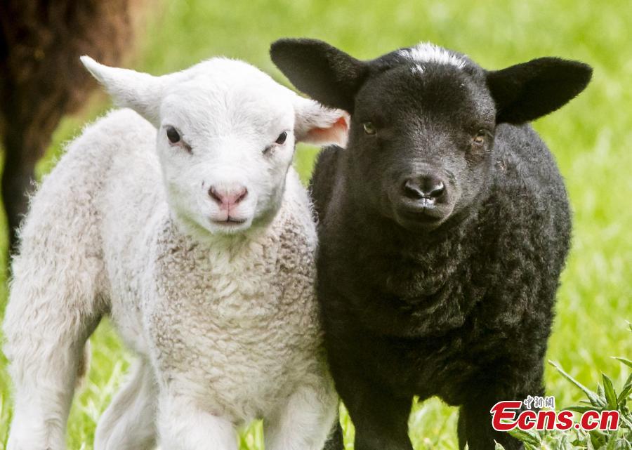 One-week-old female twin lambs, one white and one black enjoy their surroundings at East Links Family Park, East Lothian. The lambs, one black and one white, were born on April 29, at East Links Family Park, in Dunbar, East Lothian. It is rare for two lambs to be born out of the same mother, but be a completely different colour.  (Photo/VCG)