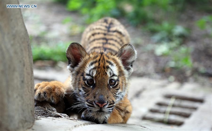 A South China Tiger cub is seen at a zoo in Luoyang, central China\'s Henan Province, May 11, 2019. Six South China Tiger cubs, who were born in the zoo at the beginning of this year, are now allowed to meet the public. (Xinhua/Liu Gaoyang)