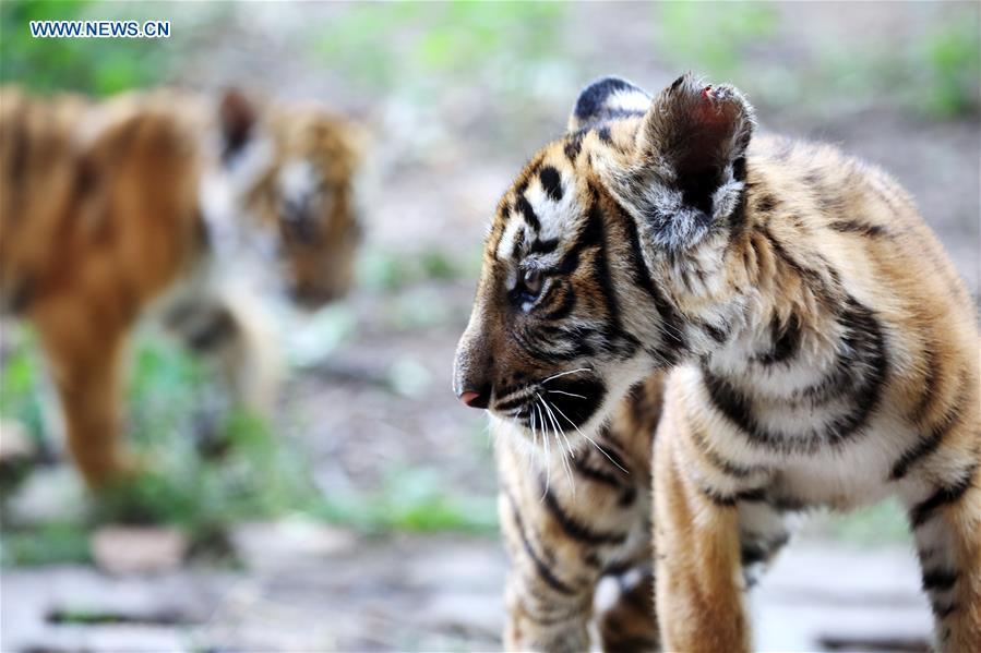 A South China Tiger cub is seen at a zoo in Luoyang, central China\'s Henan Province, May 11, 2019. Six South China Tiger cubs, who were born in the zoo at the beginning of this year, are now allowed to meet the public. (Xinhua/Liu Gaoyang)