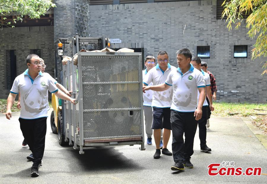 Two giant pandas have returned to China after staying in the United States for years. Twenty-seven-year-old female giant panda Bai Yun and her son, six-year-old Xiao Liwu, arrived in southwest China\'s Sichuan Province Thursday, after the San Diego Zoo\'s conservation loan agreement with China ended.(Photo: China News Service/ An Yuan)