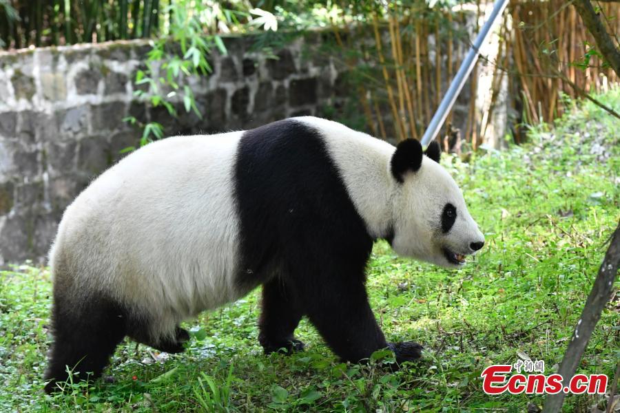 Two giant pandas have returned to China after staying in the United States for years. Twenty-seven-year-old female giant panda Bai Yun and her son, six-year-old Xiao Liwu, arrived in southwest China\'s Sichuan Province Thursday, after the San Diego Zoo\'s conservation loan agreement with China ended.(Photo: China News Service/ An Yuan)