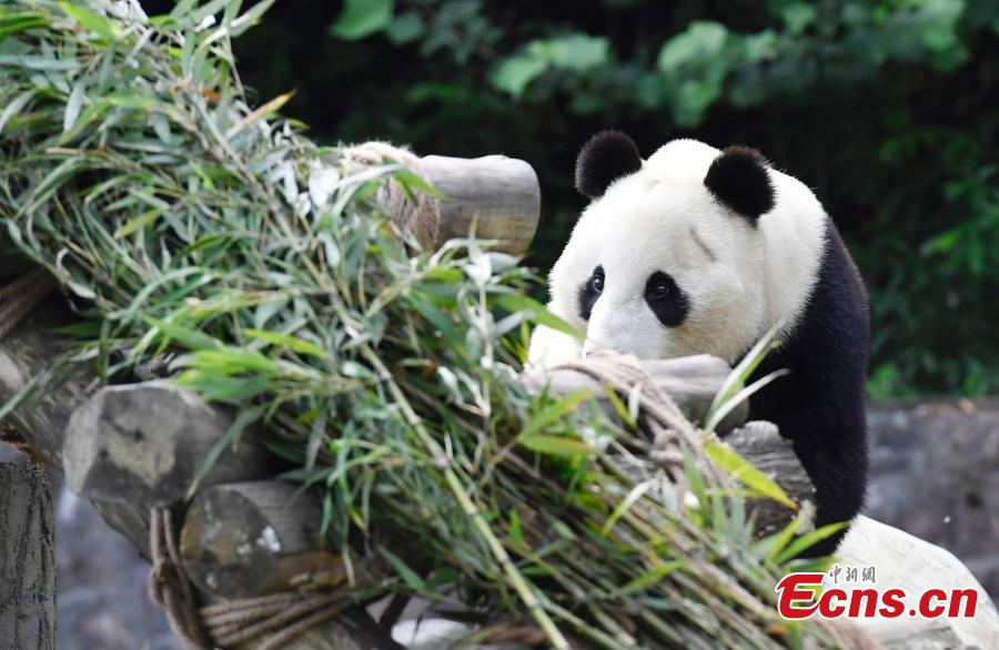 Two giant pandas have returned to China after staying in the United States for years. Twenty-seven-year-old female giant panda Bai Yun and her son, six-year-old Xiao Liwu, arrived in southwest China\'s Sichuan Province Thursday, after the San Diego Zoo\'s conservation loan agreement with China ended.(Photo: China News Service/ An Yuan)