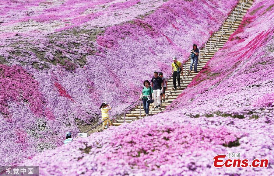 Visitors enjoy Shibazakura (pink moss) filed at a park in Hokkaido, Japan on May 19, 2019. (Photo/VCG)