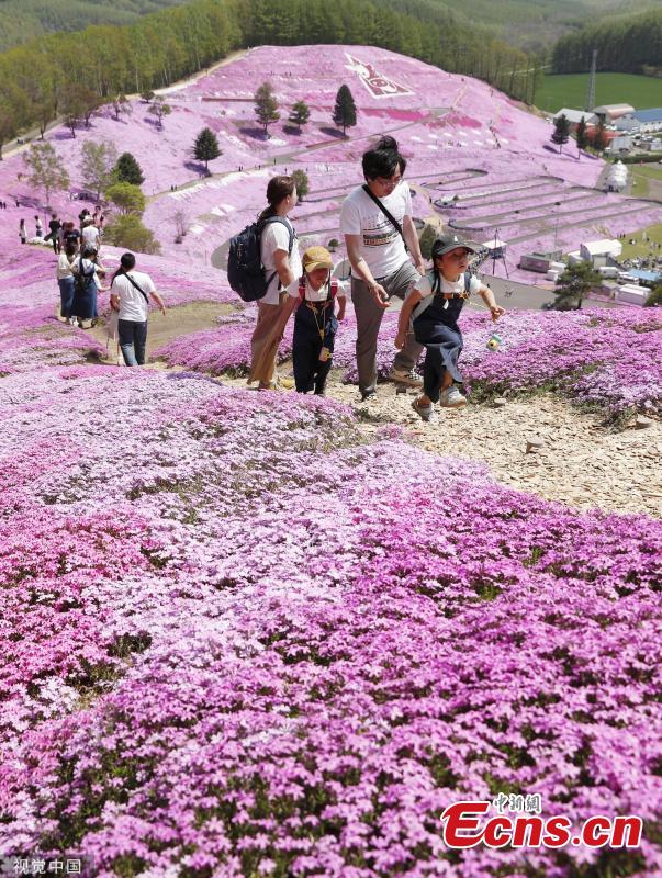 Visitors enjoy Shibazakura (pink moss) filed at a park in Hokkaido, Japan on May 19, 2019. (Photo/VCG)