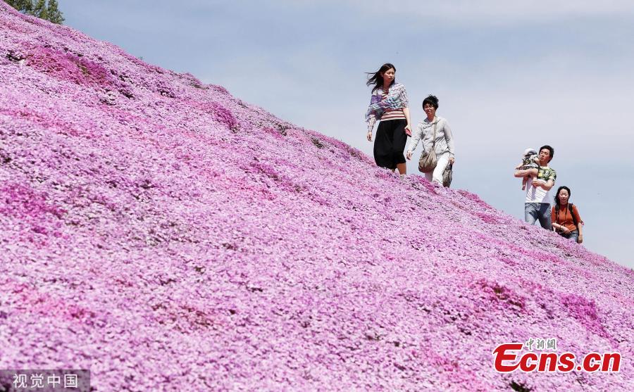 Visitors enjoy Shibazakura (pink moss) filed at a park in Hokkaido, Japan on May 19, 2019. (Photo/VCG)