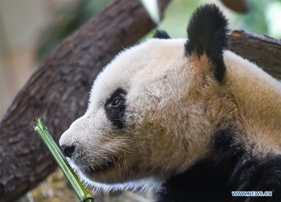 Giant panda Yuan Yuan is seen at the Schoenbrunn Zoo in Vienna, Austria, on May 20, 2019. Giant panda Yuan Yuan was officially handed over to the zoo in a grand ceremony on Monday morning. Yuan Yuan is a 19-year-old male who has been in Vienna since mid-April and quarantined for a month before visitors could take a look at him. (Xinhua/Guo Chen)