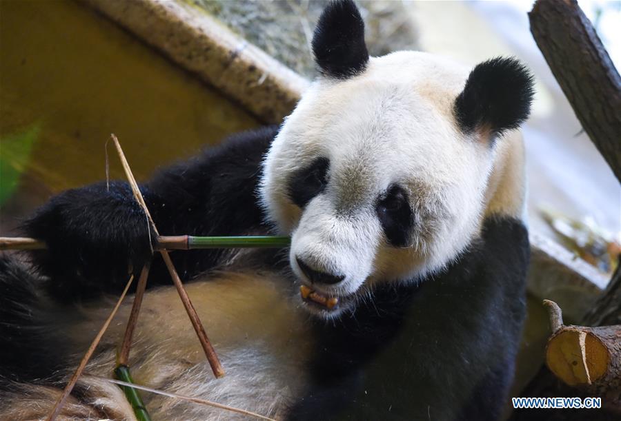 Giant panda Yuan Yuan is seen at the Schoenbrunn Zoo in Vienna, Austria, on May 20, 2019. Giant panda Yuan Yuan was officially handed over to the zoo in a grand ceremony on Monday morning. Yuan Yuan is a 19-year-old male who has been in Vienna since mid-April and quarantined for a month before visitors could take a look at him. (Xinhua/Guo Chen)