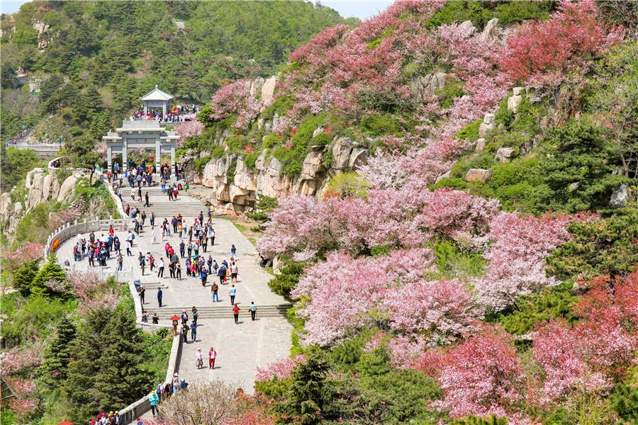 Crabapple flowers have attracted flocks of tourists to Taishan Mountain.  (Photo by Sui Xiang for chinadaily.com.cn)