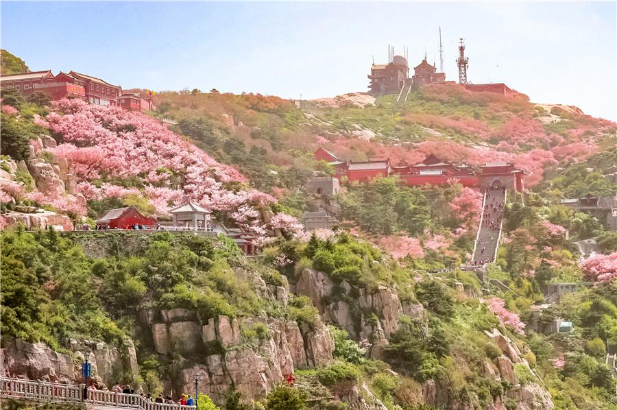 Crabapple flowers carpet green hills and slopes with pink clusters. (Photo by Sui Xiang for chinadaily.com.cn)

The crabapple trees on Taishan Mountain are in their prime for blossoms in May, carpeting green hills and slopes with pink clusters.

The flowers have attracted flocks of tourists to the mountain. Temperatures vary in the low and high areas of the mountain, thus tourists can enjoy rich colors from different stages of the crabapple flower life cycle, including a stage which presents white at the lower part and florescent pink clusters at the top of the mountain.