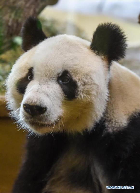 Giant panda Yuan Yuan is seen at the Schoenbrunn Zoo in Vienna, Austria, on May 20, 2019. Giant panda Yuan Yuan was officially handed over to the zoo in a grand ceremony on Monday morning. Yuan Yuan is a 19-year-old male who has been in Vienna since mid-April and quarantined for a month before visitors could take a look at him. (Xinhua/Guo Chen)