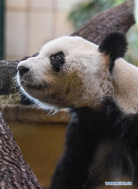 Giant panda Yuan Yuan is seen at the Schoenbrunn Zoo in Vienna, Austria, on May 20, 2019. Giant panda Yuan Yuan was officially handed over to the zoo in a grand ceremony on Monday morning. Yuan Yuan is a 19-year-old male who has been in Vienna since mid-April and quarantined for a month before visitors could take a look at him. (Xinhua/Guo Chen)