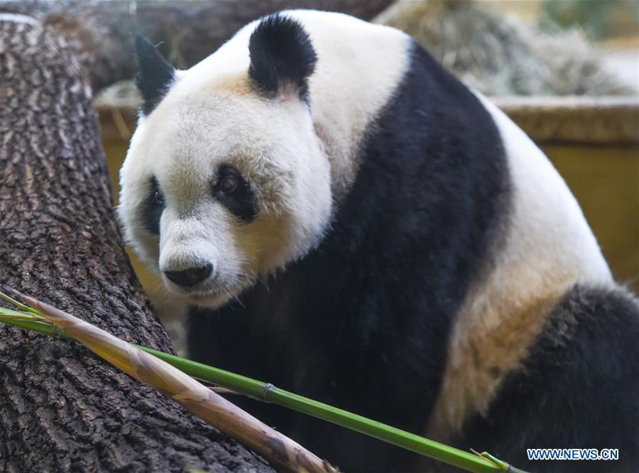 Giant panda Yuan Yuan is seen at the Schoenbrunn Zoo in Vienna, Austria, on May 20, 2019. Giant panda Yuan Yuan was officially handed over to the zoo in a grand ceremony on Monday morning. Yuan Yuan is a 19-year-old male who has been in Vienna since mid-April and quarantined for a month before visitors could take a look at him. (Xinhua/Guo Chen)