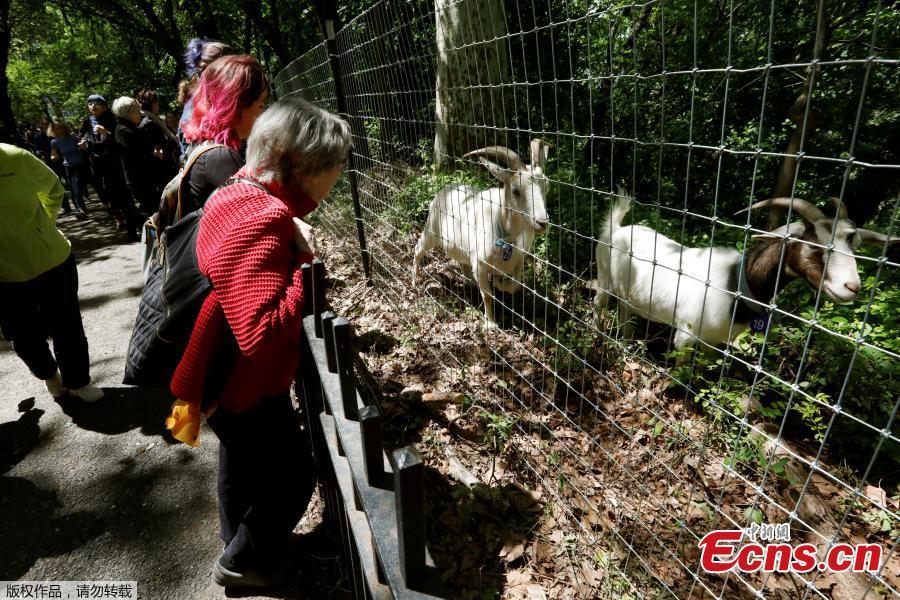A group of 24 goats are released into New York\'s Riverside Park as \