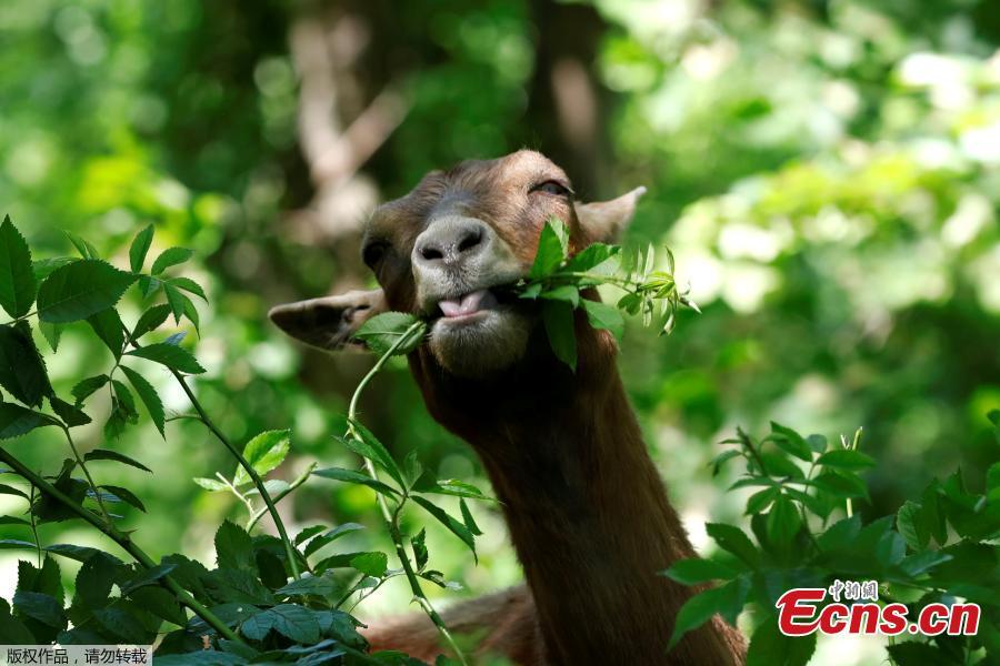 One of 24 goats released into New York\'s Riverside Park as \