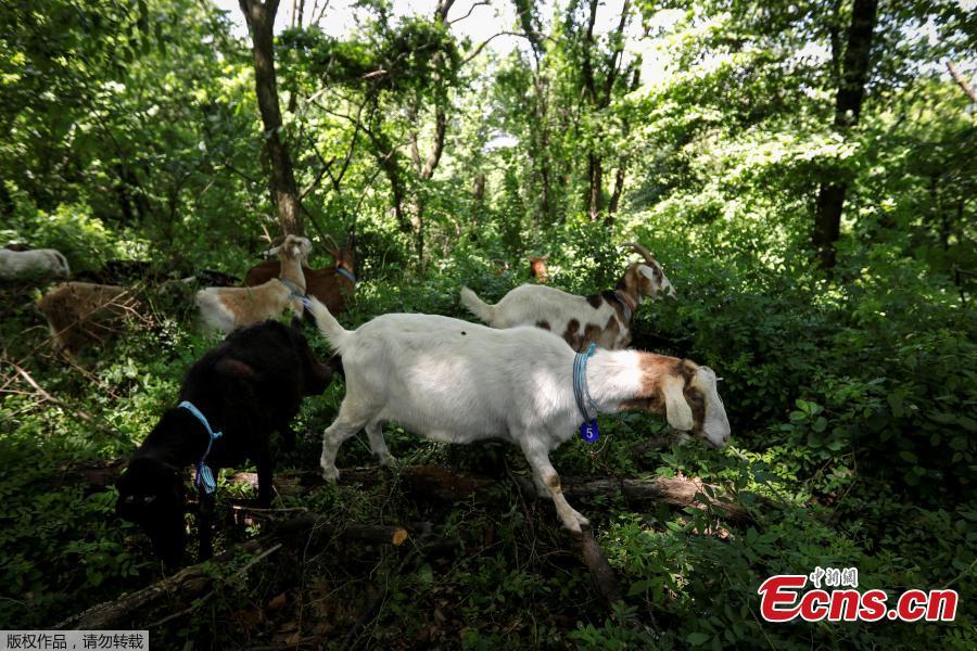 A group of 24 goats are released into New York\'s Riverside Park as \
