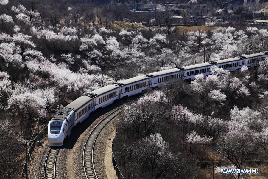 A train runs on the Juyongguan Pass section of the Beijing-Zhangjiakou railway, which is decorated by blooming flowers, in Beijing, capital of China, March 25, 2016. (Xinhua/Wang Xibao)