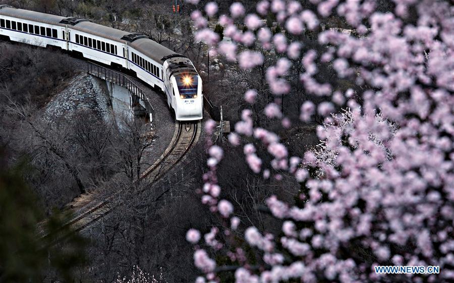 A train runs on the Juyongguan Pass section of the Beijing-Zhangjiakou railway, which is decorated by blooming flowers, in Beijing, capital of China, March 25, 2016. (Xinhua/Wang Xibao)