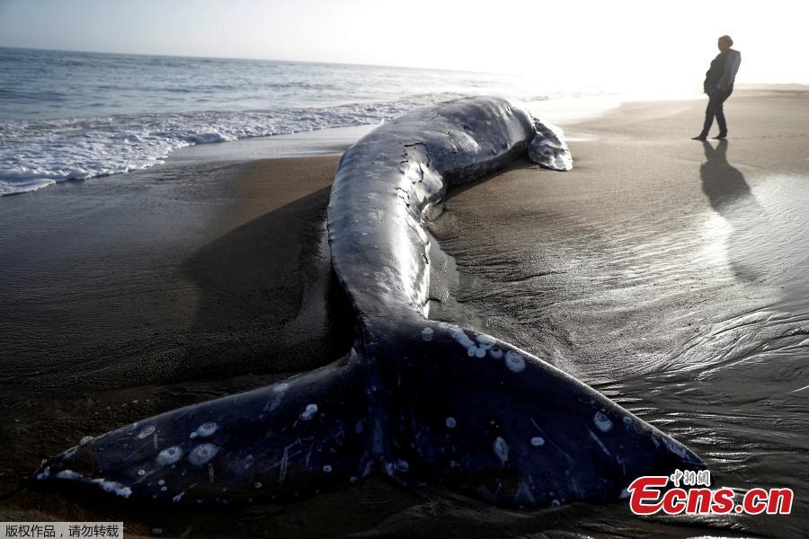 A dead gray whale rests on Limantour Beach at Point Reyes National Seashore in Point Reyes Station, north of San Francisco, California, U.S., May 23, 2019. (Photo/Agencies)