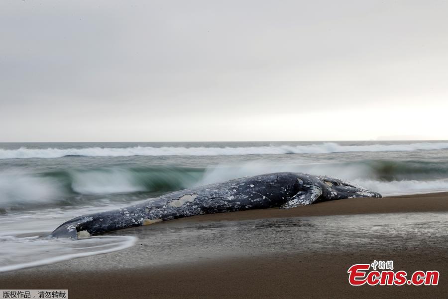 Waves crash on the carcass of a dead gray whale on Limantour Beach at Point Reyes National Seashore in Point Reyes Station, north of San Francisco, California, U.S., May 23, 2019. (Photo/Agencies)