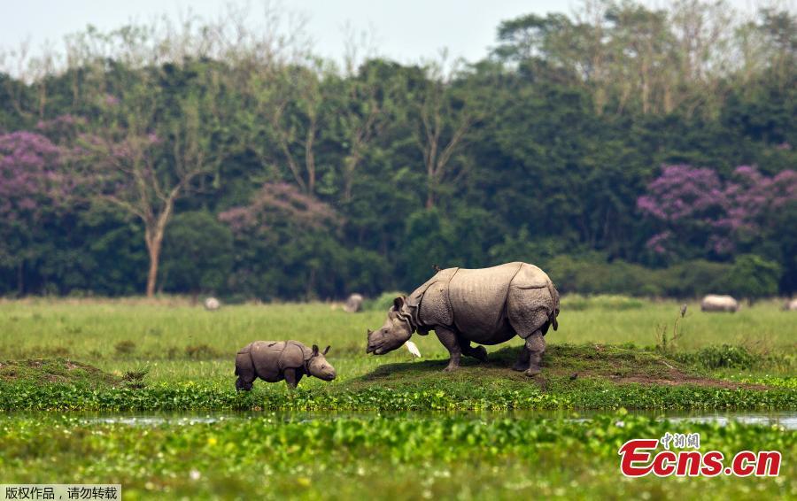 A one horned baby rhino grazing with its mother in the Pobitora wildlife sanctuary on the outskirts of Gauhati, India, Monday, May 27, 2019. The sanctuary has the highest density of the one-horned rhinoceros in the world. (Photo/Agencies)