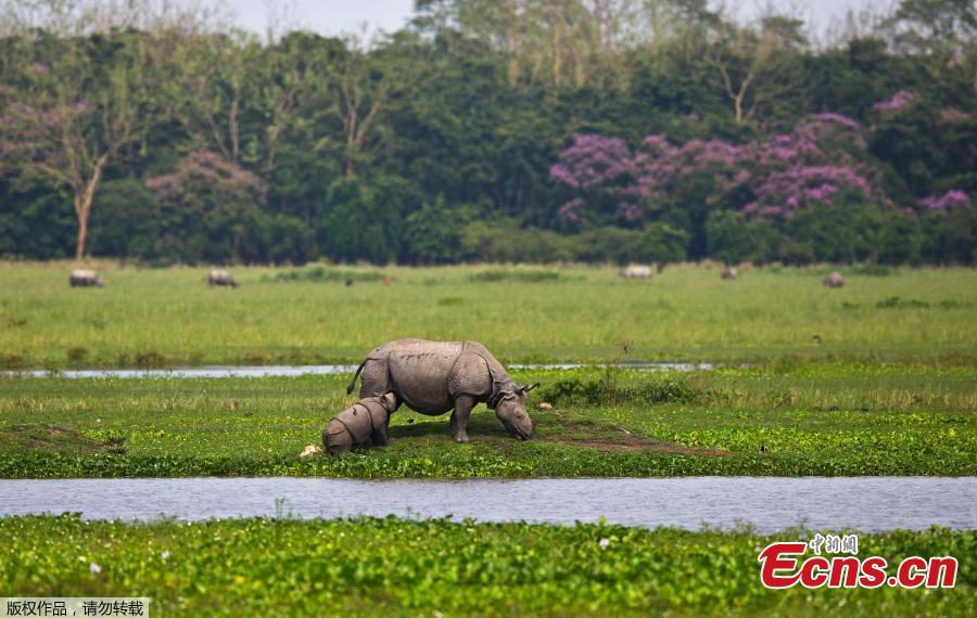A one horned baby rhino grazing with its mother in the Pobitora wildlife sanctuary on the outskirts of Gauhati, India, Monday, May 27, 2019. The sanctuary has the highest density of the one-horned rhinoceros in the world. (Photo/Agencies)