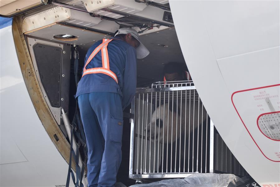 An airport worker transfers a giant panda at Caojiapu International Airport in Xining, capital city of northwest China\'s Qinghai Province, June 3, 2019. Two giant pandas, named Hexing and Shuangxin, who were from the Chengdu Research Base of Giant Panda Breeding, arrived in Xining on Monday, becoming the first giant pandas to settle down in the plateau city. (Xinhua/Wu Gang)