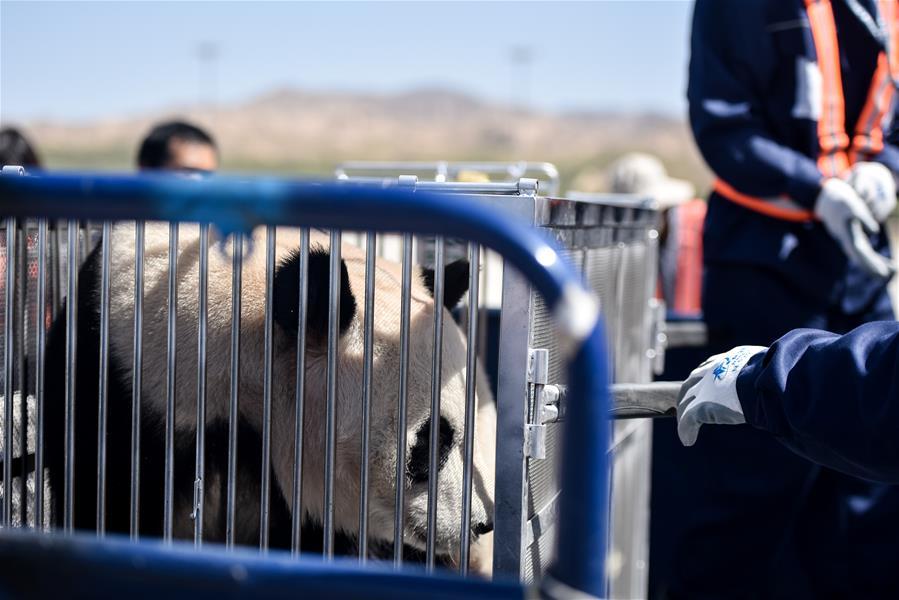 Photo taken on June 3, 2019 shows a giant panda at Caojiapu International Airport in Xining, capital city of northwest China\'s Qinghai Province. Two giant pandas, named Hexing and Shuangxin, who were from the Chengdu Research Base of Giant Panda Breeding, arrived in Xining on Monday, becoming the first giant pandas to settle down in the plateau city. (Xinhua/Wu Gang)