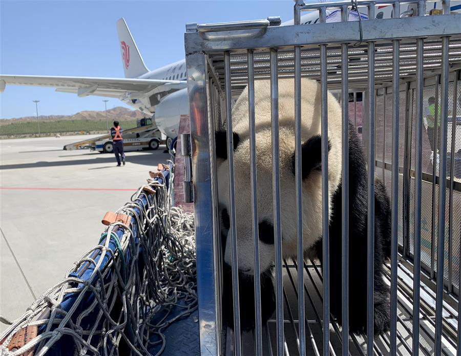 Photo taken on June 3, 2019 shows a giant panda at Caojiapu International Airport in Xining, capital city of northwest China\'s Qinghai Province. Two giant pandas, named Hexing and Shuangxin, who were from the Chengdu Research Base of Giant Panda Breeding, arrived in Xining on Monday, becoming the first giant pandas to settle down in the plateau city. (Xinhua/Wu Gang)