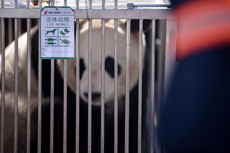 Photo taken on June 3, 2019 shows a giant panda at Caojiapu International Airport in Xining, capital city of northwest China\'s Qinghai Province. Two giant pandas, named Hexing and Shuangxin, who were from the Chengdu Research Base of Giant Panda Breeding, arrived in Xining on Monday, becoming the first giant pandas to settle down in the plateau city. (Xinhua/Wu Gang)