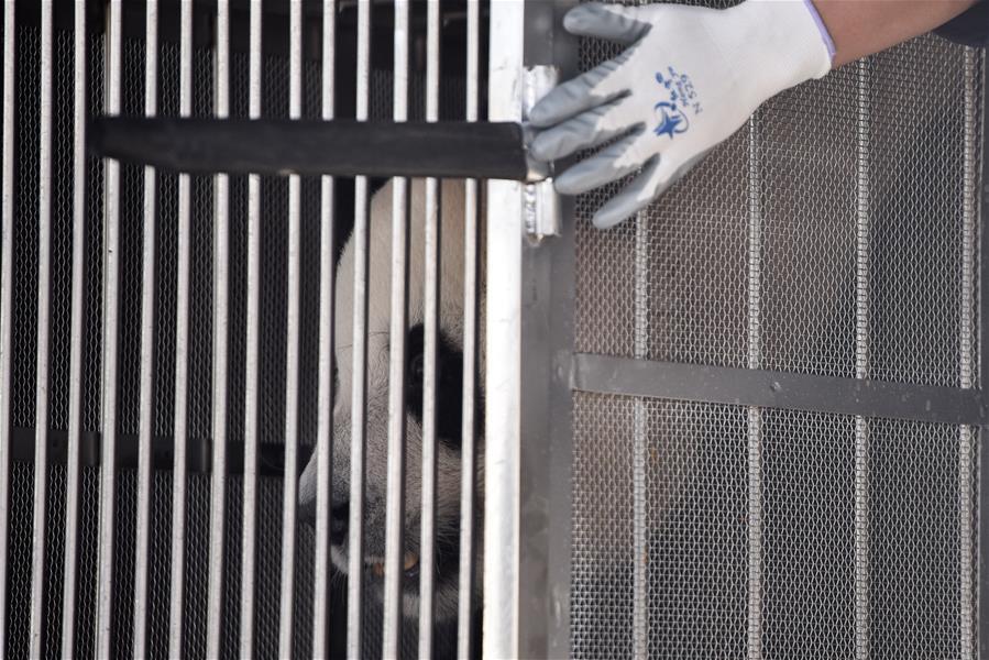 Photo taken on June 3, 2019 shows a giant panda at Caojiapu International Airport in Xining, capital city of northwest China\'s Qinghai Province. Two giant pandas, named Hexing and Shuangxin, who were from the Chengdu Research Base of Giant Panda Breeding, arrived in Xining on Monday, becoming the first giant pandas to settle down in the plateau city. (Xinhua/Wu Gang)
