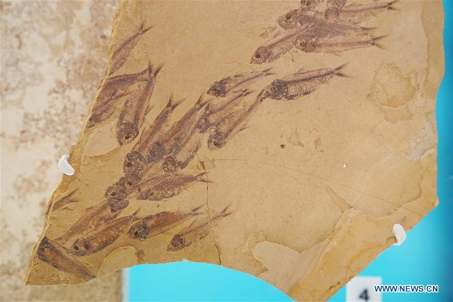Photo taken on June 4, 2019 shows an exhibit in the new dinosaur and fossil hall of the Smithsonian\'s National Museum of Natural History in Washington D.C., the United States. The Smithsonian\'s National Museum of Natural History will reopen its dinosaur and fossil hall \