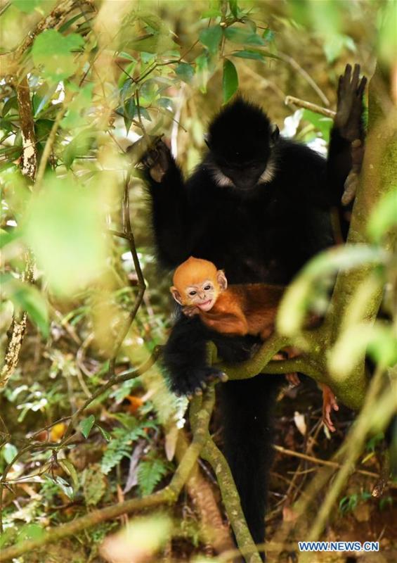 A Francois\' langur is seen with its baby in the Mayanghe National Nature Reserve in Guizhou Province, southwest China, June 4, 2019. Thanks to a series of protective measures, the number of Francois\' langurs in the Mayanghe National Nature Reserve has been increasing in recent years. According to latest official statistics, there are currently more than 550 Francois\' langurs in the nature reserve. Also known as Francois\' leaf monkeys, the species is one of China\'s most endangered wild animals and is under top national-level protection. It is also one of the endangered species on the International Union for Conservation of Nature red list. The species are found in China\'s Guangxi, Guizhou and Chongqing. (Xinhua/Yang Wenbin)