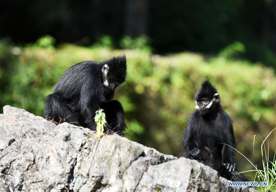 Francois\' langurs are seen in the Mayanghe National Nature Reserve in Guizhou Province, southwest China, June 4, 2019. Thanks to a series of protective measures, the number of Francois\' langurs in the Mayanghe National Nature Reserve has been increasing in recent years. According to latest official statistics, there are currently more than 550 Francois\' langurs in the nature reserve. Also known as Francois\' leaf monkeys, the species is one of China\'s most endangered wild animals and is under top national-level protection. It is also one of the endangered species on the International Union for Conservation of Nature red list. The species are found in China\'s Guangxi, Guizhou and Chongqing. (Xinhua/Yang Wenbin)