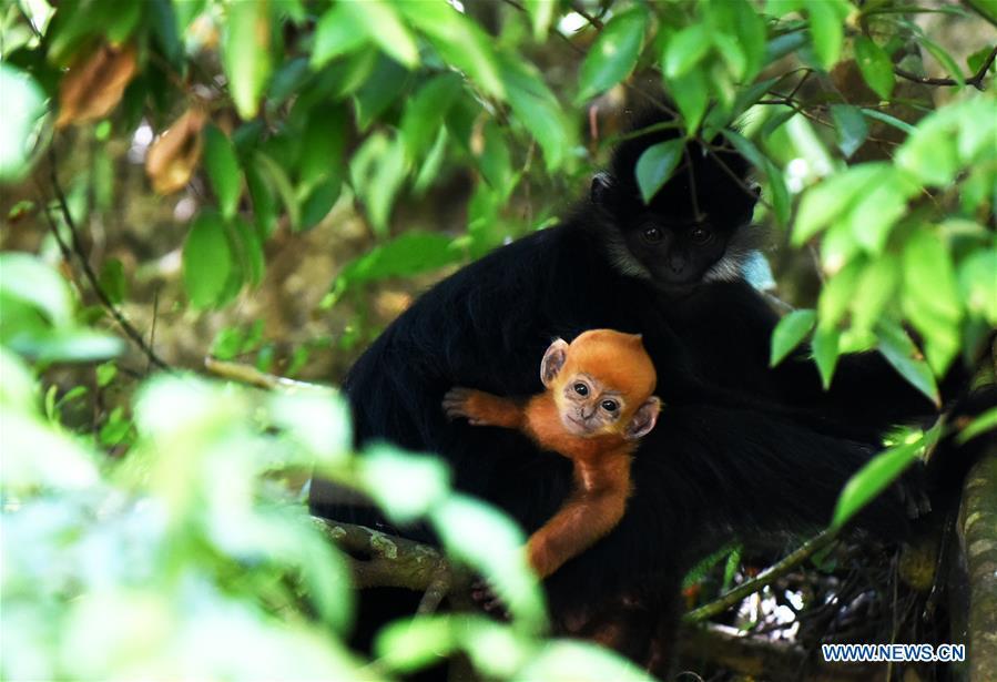 A Francois\' langur is seen with its baby in the Mayanghe National Nature Reserve in Guizhou Province, southwest China, June 4, 2019. Thanks to a series of protective measures, the number of Francois\' langurs in the Mayanghe National Nature Reserve has been increasing in recent years. According to latest official statistics, there are currently more than 550 Francois\' langurs in the nature reserve. Also known as Francois\' leaf monkeys, the species is one of China\'s most endangered wild animals and is under top national-level protection. It is also one of the endangered species on the International Union for Conservation of Nature red list. The species are found in China\'s Guangxi, Guizhou and Chongqing. (Xinhua/Yang Wenbin)